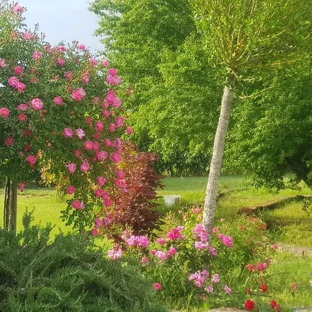 Bed & Breakfast Casale Delle Rose